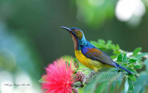 Plain-throated sunbird