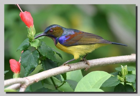 Pretty Plain-throated sunbird