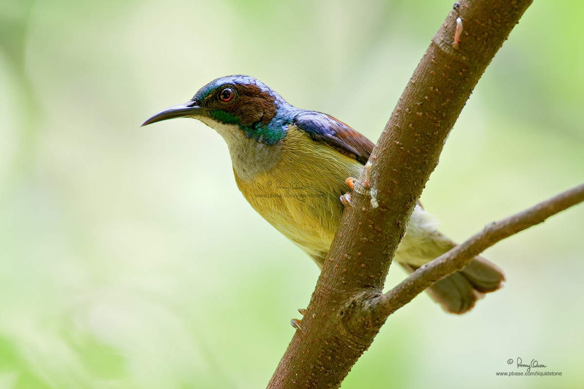 Pretty Plain-throated sunbird