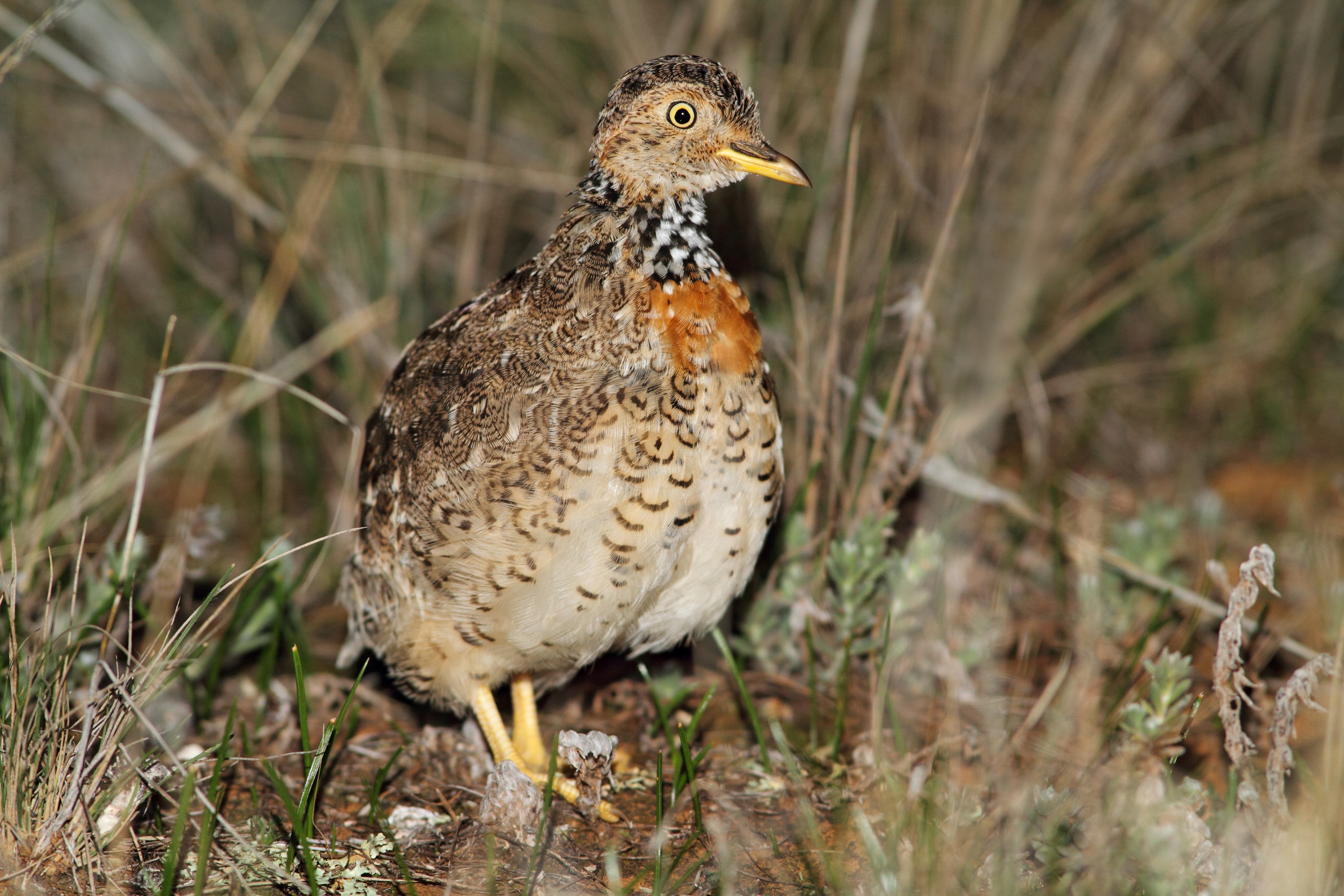 Plains-wanderer