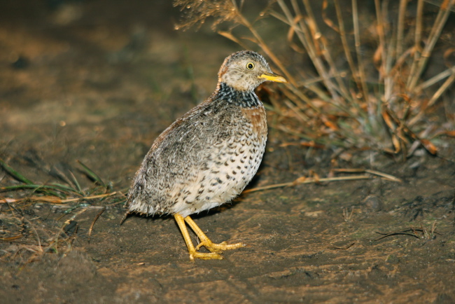 Pretty Plains-wanderer