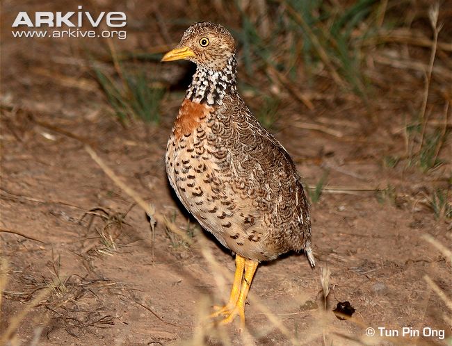 Pretty Plains-wanderer