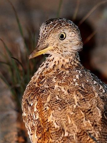 Pretty Plains-wanderer