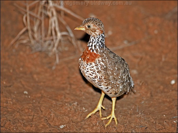 Pretty Plains-wanderer