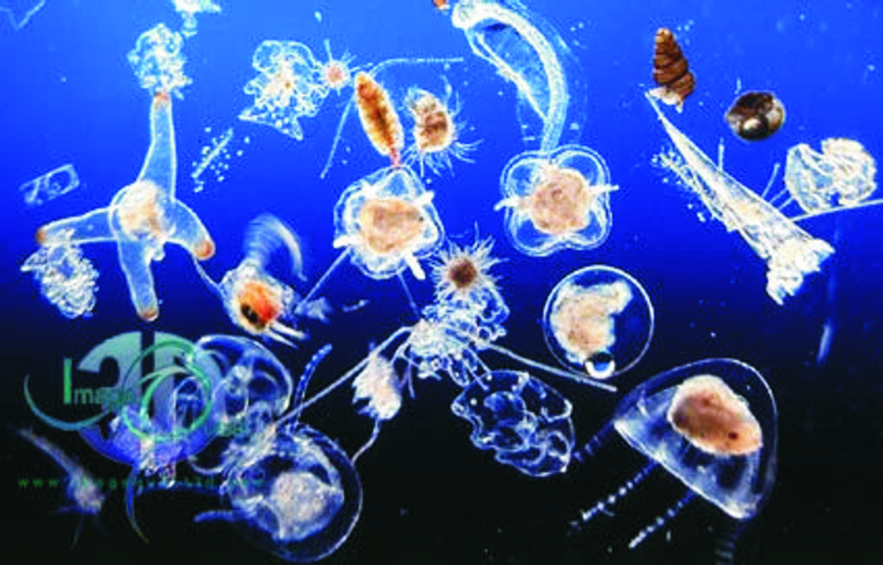 Plankton- Photo#01