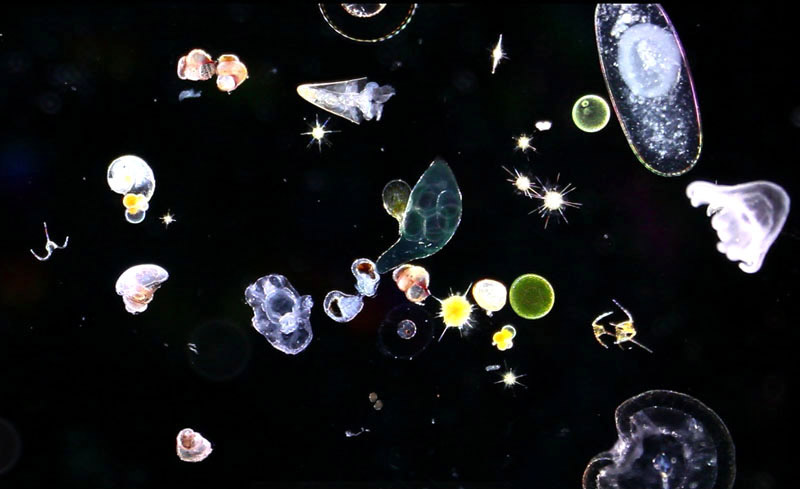 Plankton- Photo#03