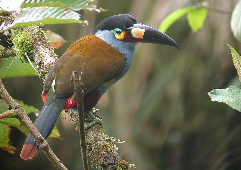Plate-billed mountain toucan