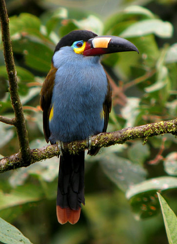 Pretty Plate-billed mountain toucan