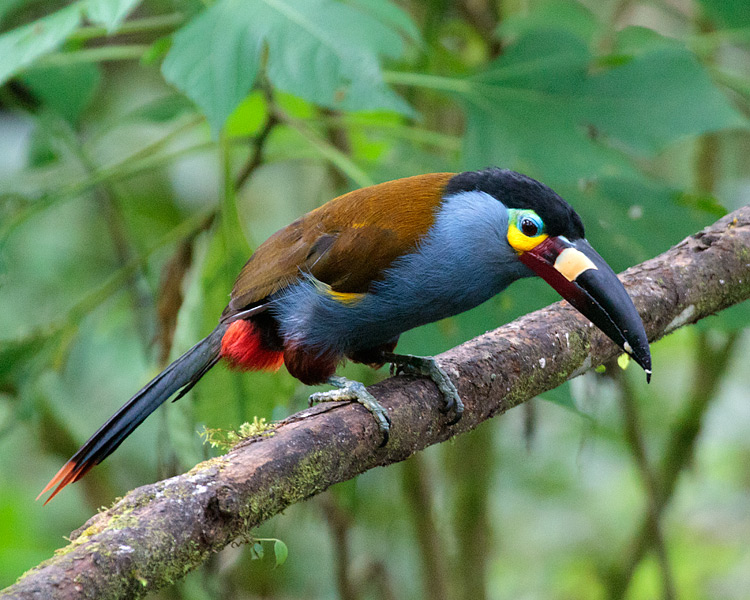 Pretty Plate-billed mountain toucan