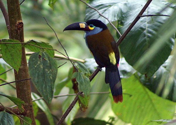 Pretty Plate-billed mountain toucan