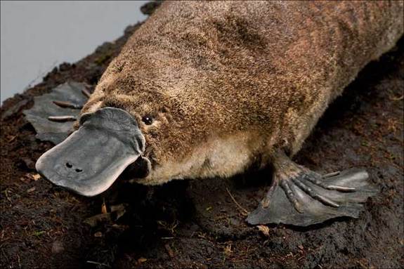 Nice Platypus