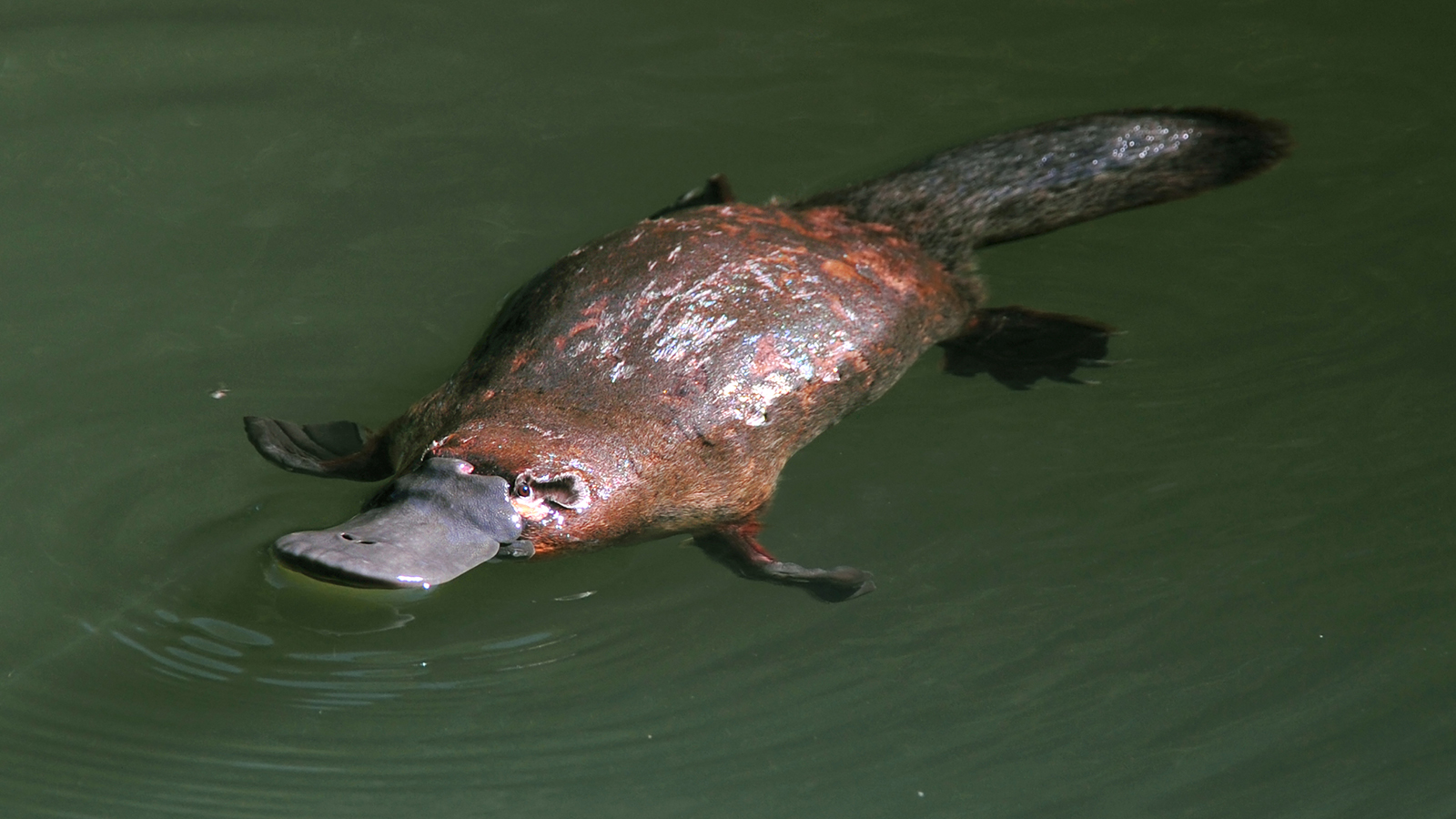 Pretty Platypus