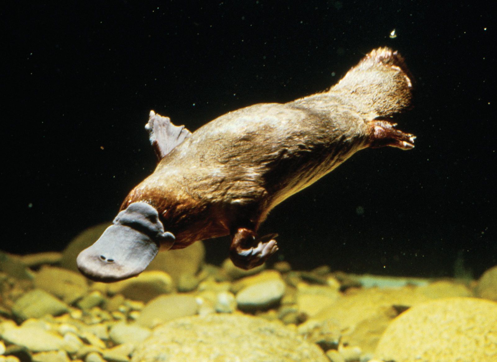 Wallpaper Platypus