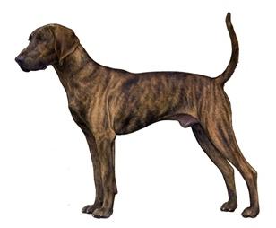Nice Plott Hound - Dog Breed