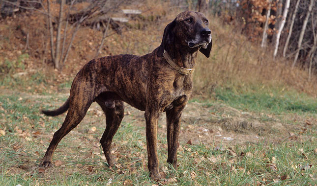 Cool Plott Hound - Dog Breed