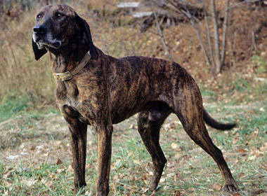 Cute Plott Hound - Dog Breed