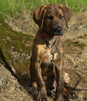 Wallpaper Plott Hound - Dog Breed