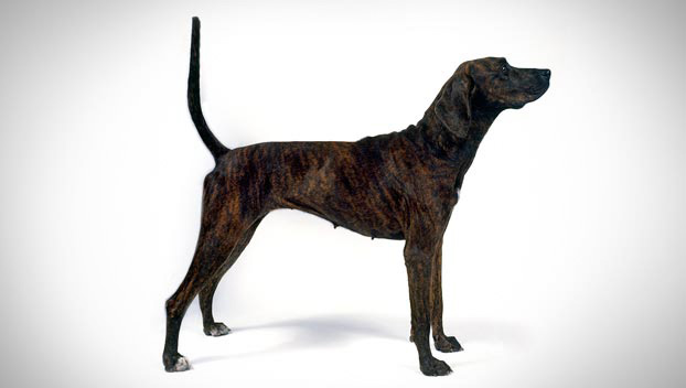 Plott Hound - Dog Breed photo 