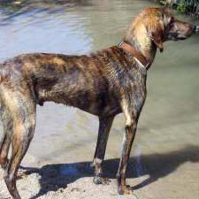 Plott Hound - Dog Breed wallpaper