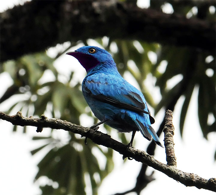 Plum-throated cotinga