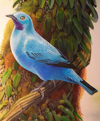 Pretty Plum-throated cotinga