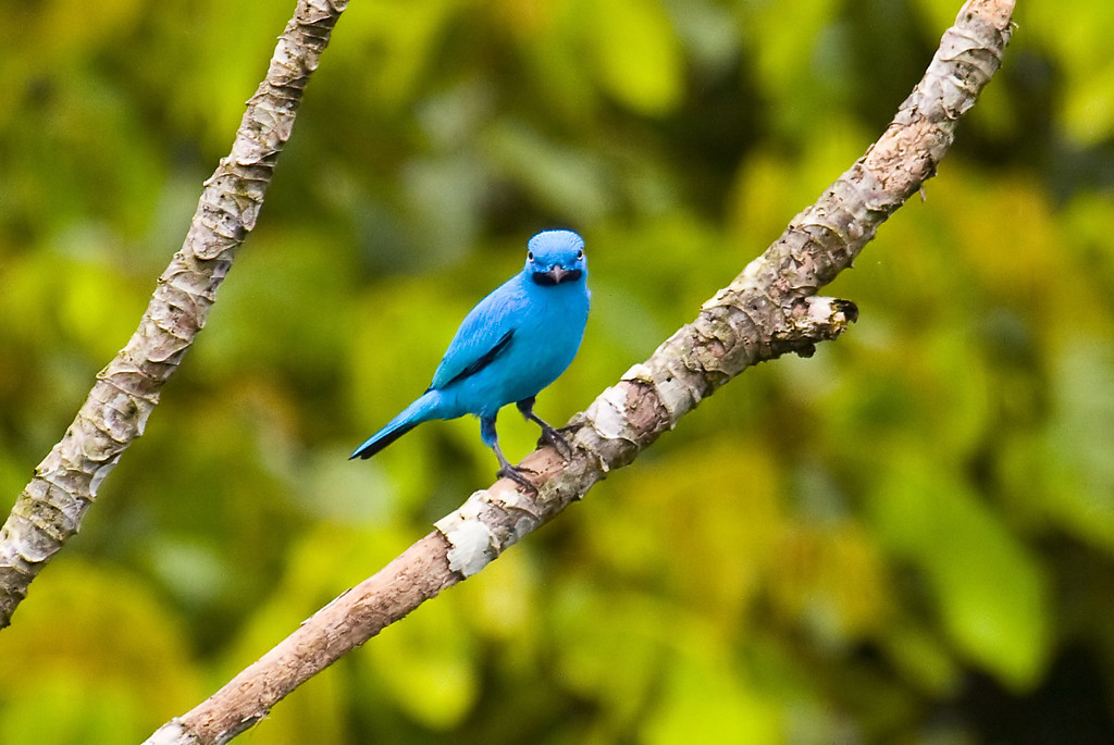 Pretty Plum-throated cotinga