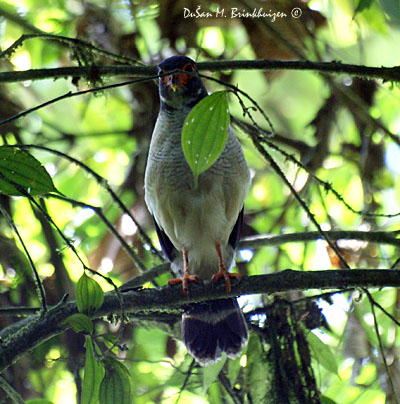 Plumbeous forest falcon