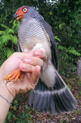 Pretty Plumbeous forest falcon
