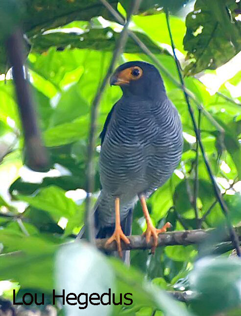 Pretty Plumbeous forest falcon