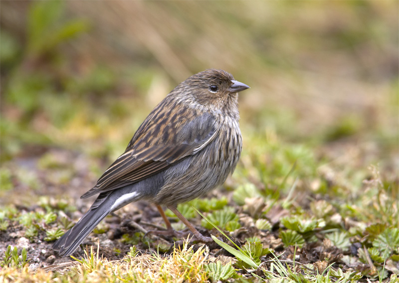 Plumbeous sierra-finch