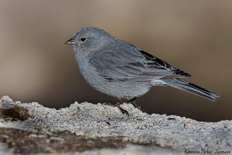 Pretty Plumbeous sierra-finch