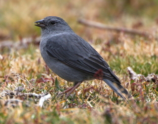 Pretty Plumbeous sierra-finch