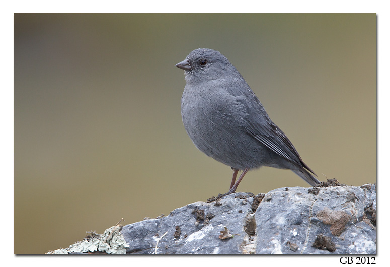 Pretty Plumbeous sierra-finch