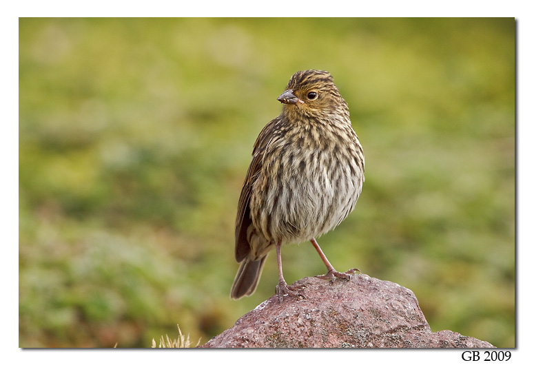 Pretty Plumbeous sierra-finch