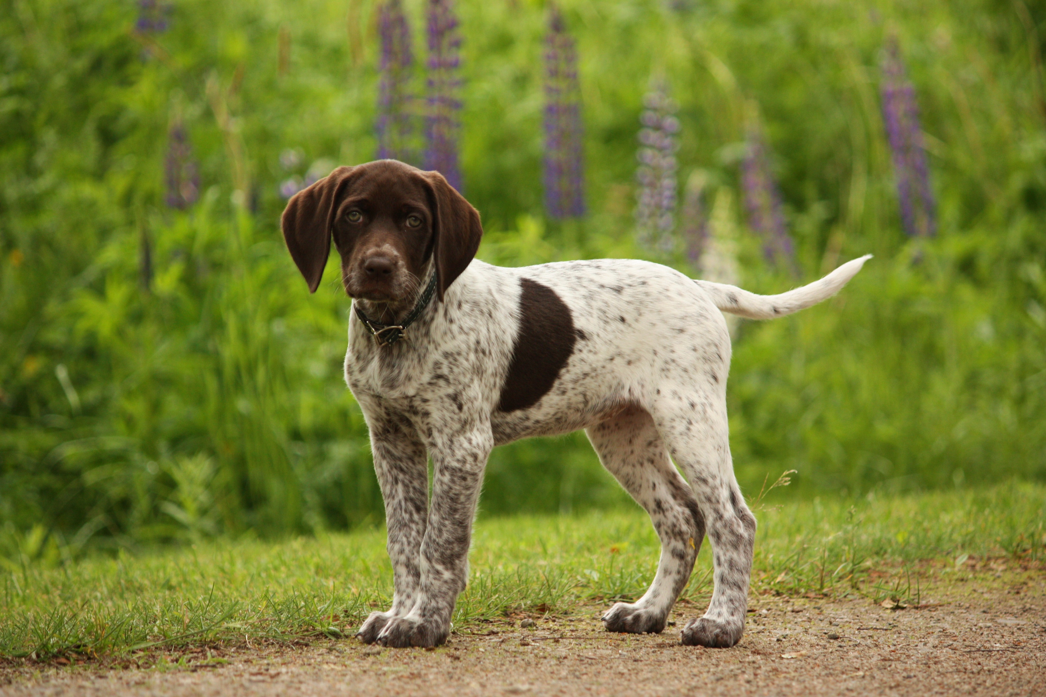 Pointer - Dog Breed