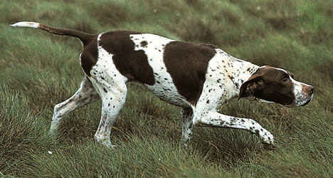 Nice Pointer - Dog Breed