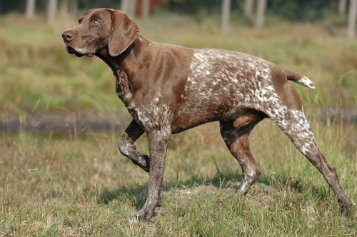Pretty Pointer - Dog Breed