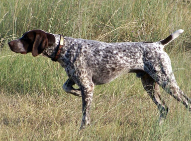 Cute Pointer - Dog Breed