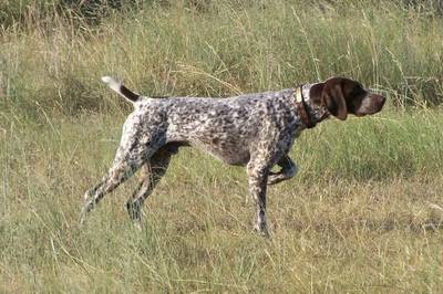 Wallpaper Pointer - Dog Breed