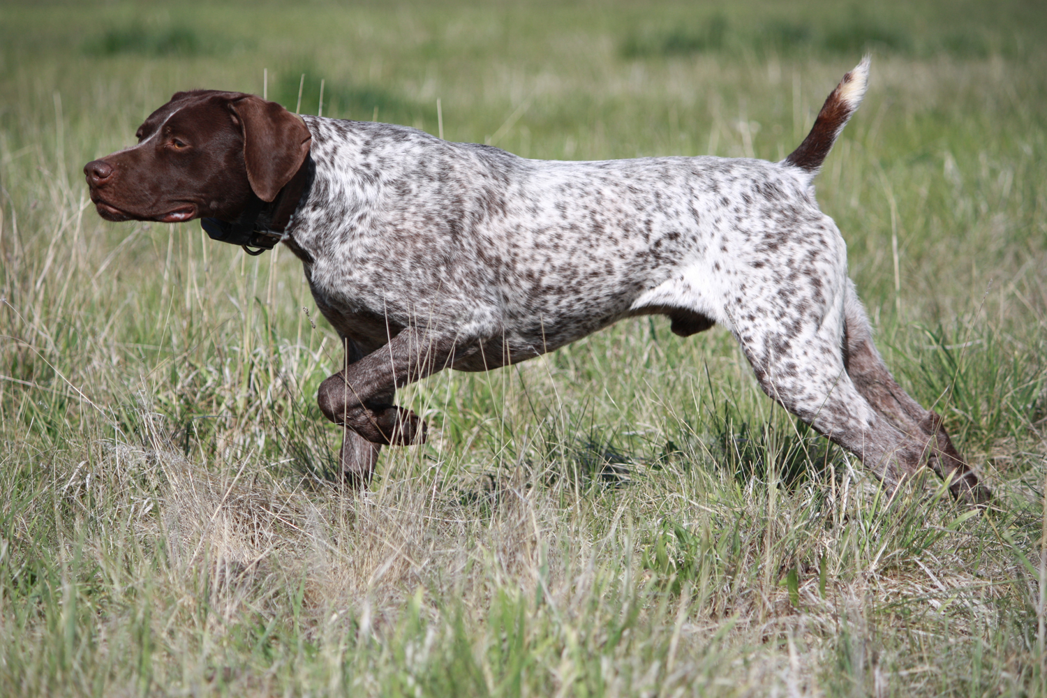 Photo Pointer - Dog Breed