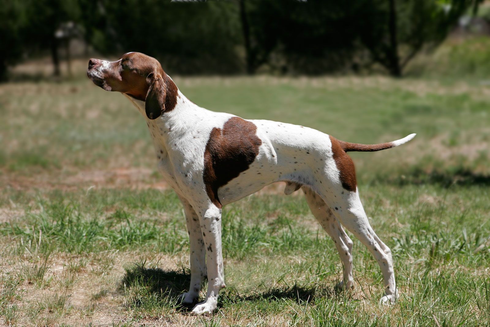 Pointer - Dog Breed photo 