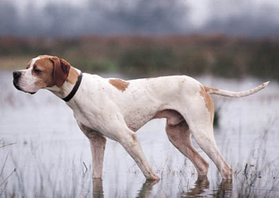 Pointer - Dog Breed wallpaper