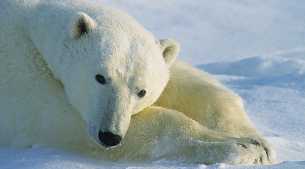 Nice Polar Bear