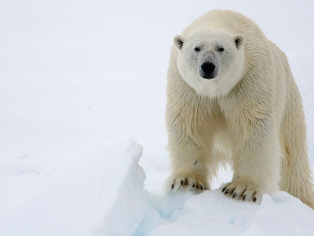 Photo Polar Bear