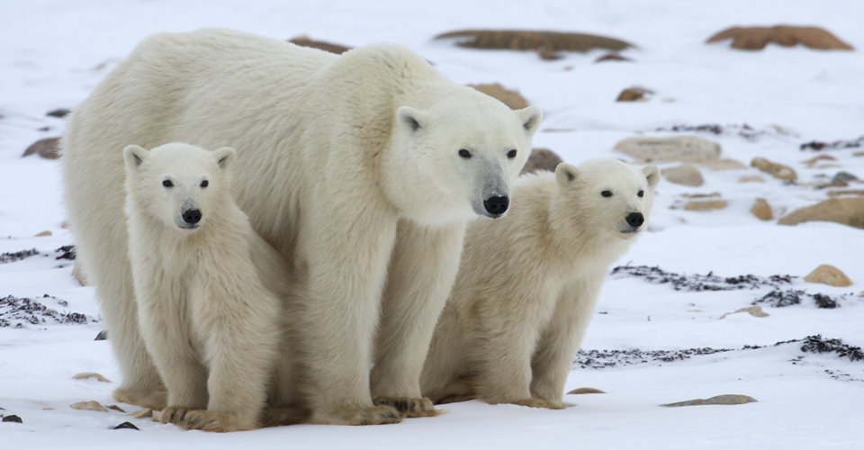 Polar Bear wallpaper