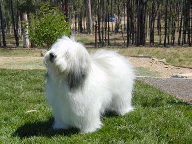 Polish Lowland Sheepdog - Dog Breed