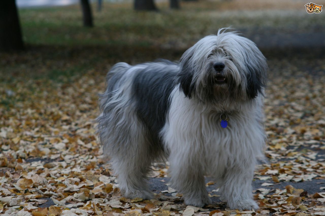Nice Polish Lowland Sheepdog - Dog Breed