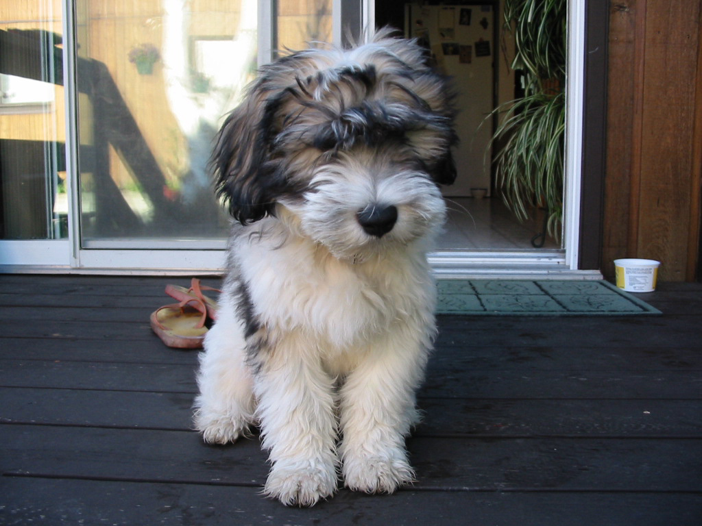 Cool Polish Lowland Sheepdog - Dog Breed