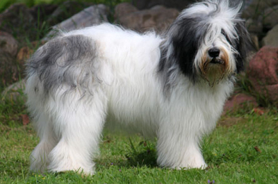 Cute Polish Lowland Sheepdog - Dog Breed