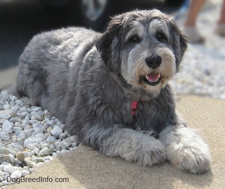 Wallpaper Polish Lowland Sheepdog - Dog Breed